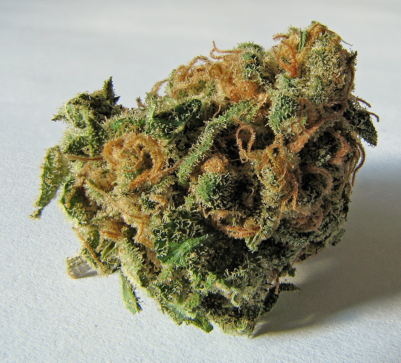 La marihuana: la planta, su historia y la ley