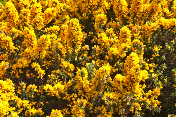 Ladera de tojo en plena floración amarilla