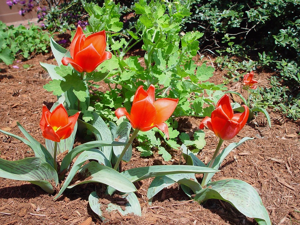 Tulipanes de jardín en flor