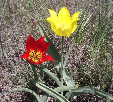 Tulipa gesneriana: qué es el tulipán de jardín