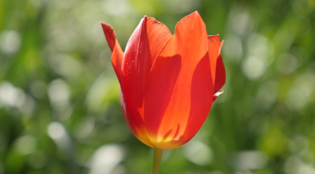 Tulipán de jardín visto de cerca
