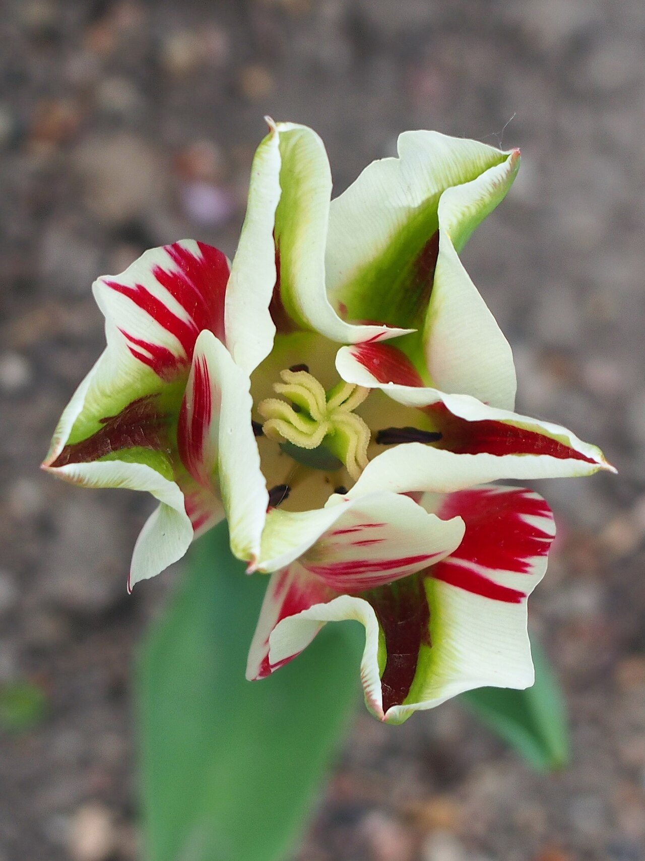 Tulipán Spring Green: el tulipán viridiflora