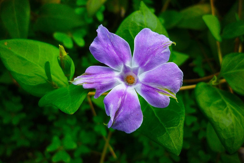 Vinca difformis: la vinca ibérica que florece en invierno