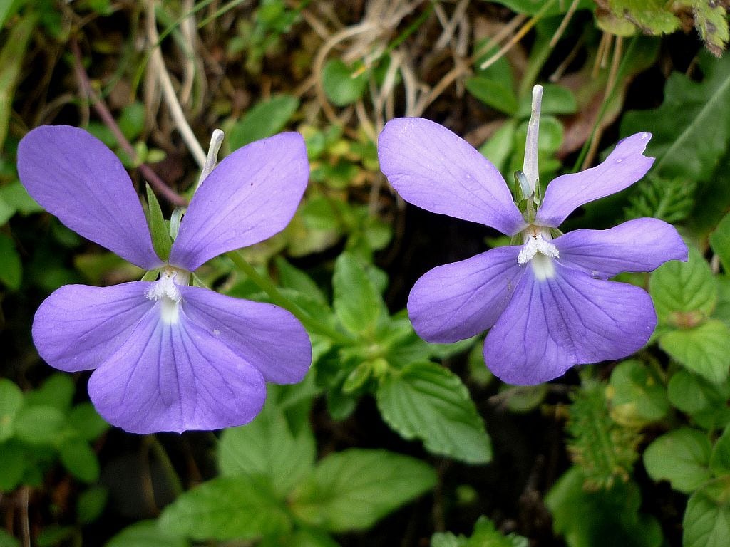 Viola cornuta: diferencias con el pensamiento y cultivo