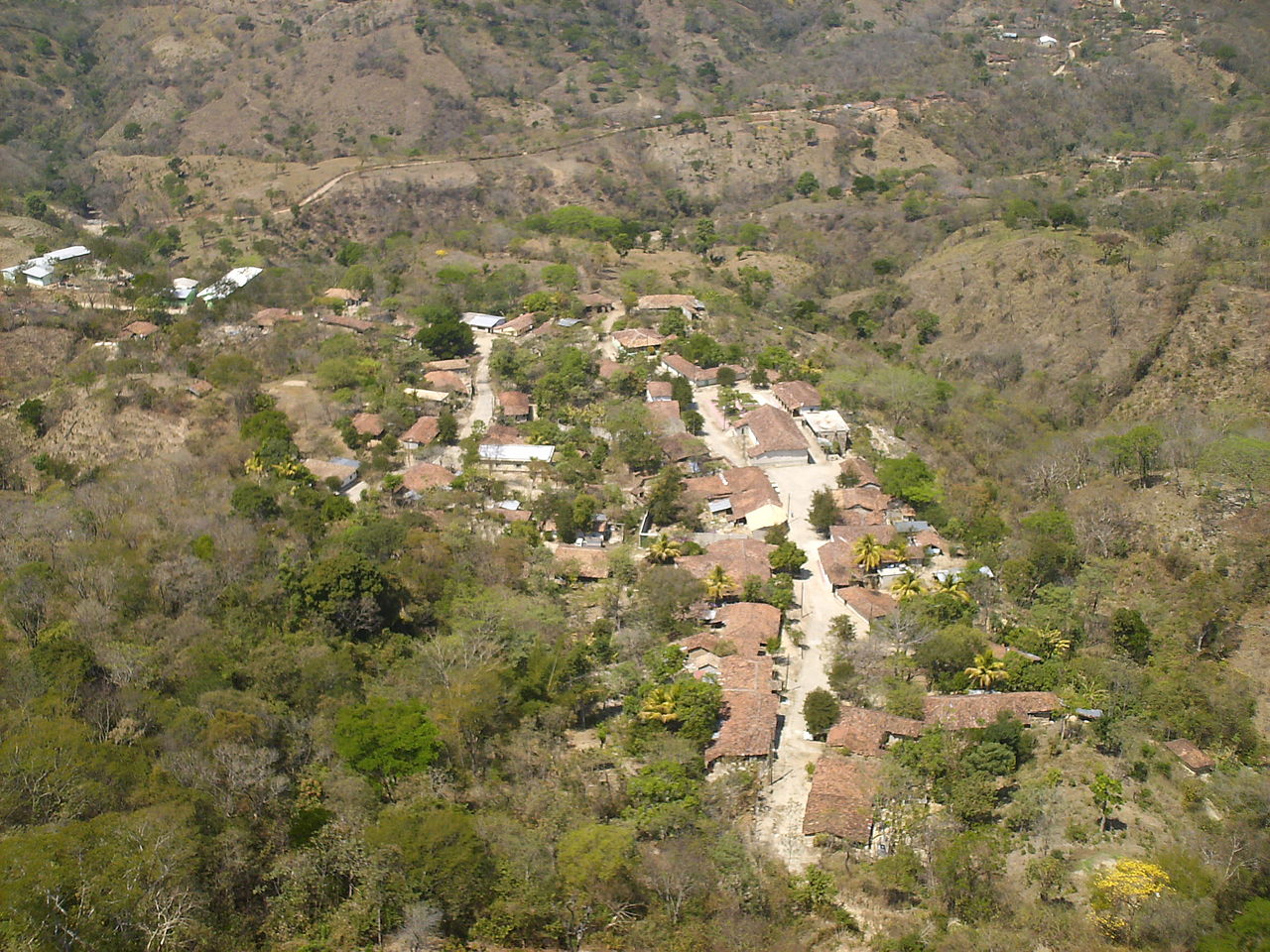 Flor de Santa Lucia: que planta es en realidad