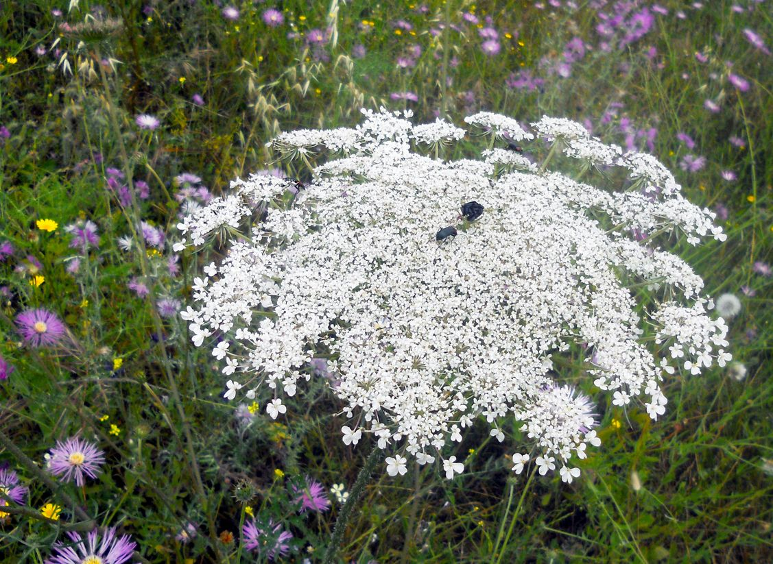 Umbela blanca de zanahoria silvestre en un prado con otras flores