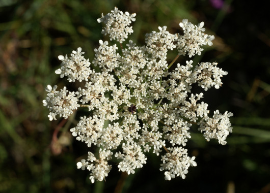 Detalle de la umbela compuesta de Daucus carota vista desde arriba