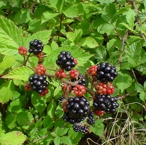 Zarzamora silvestre: recoger moras en el campo