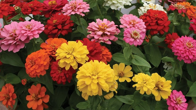 Riego de la zinnia aplicado en la base de la planta