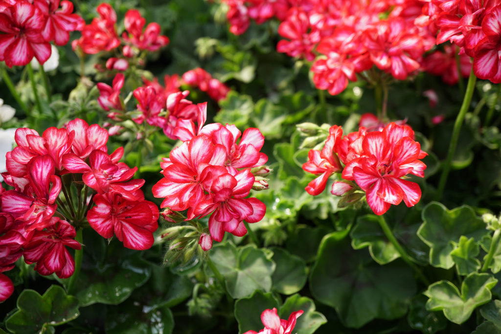 Geranios y pelargonios: como distinguirlos y cuidarlos