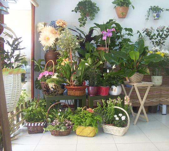 Plantas de interior en macetas junto a una ventana