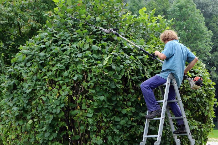 Herramientas de jardinería: cuáles comprar y cuáles no