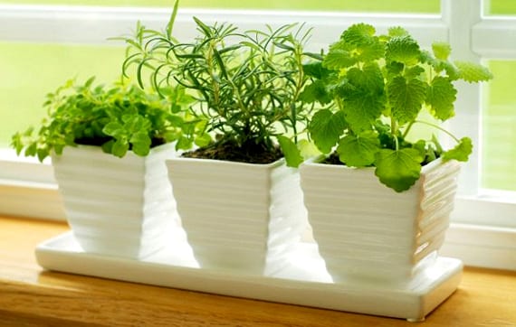 Plantas aromáticas cultivadas en macetas de barro