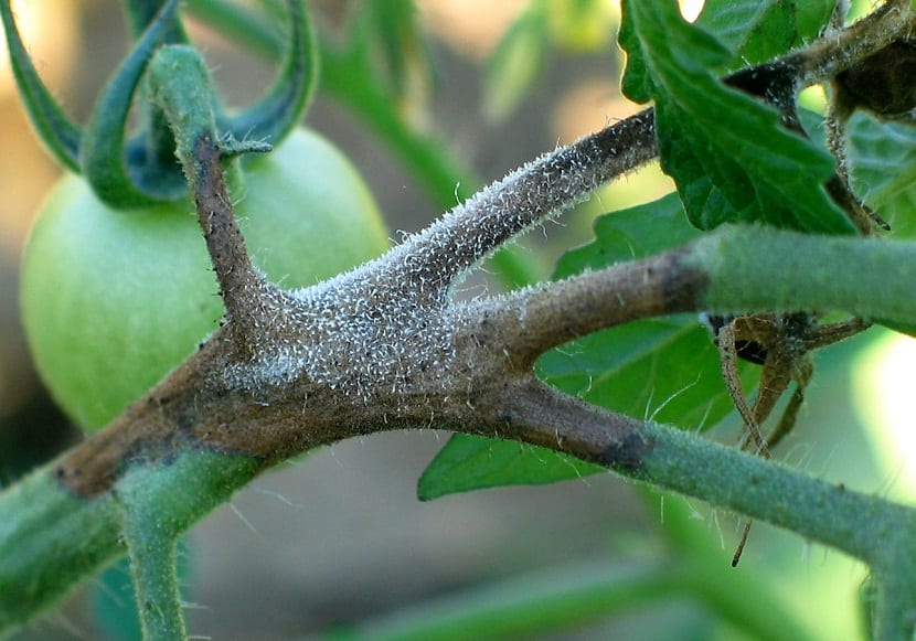 Tomate afectado por moho gris causado por Botrytis cinerea