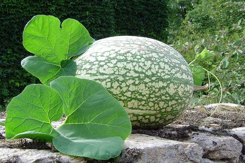 Planta de calabaza cidra con sus grandes hojas lobuladas