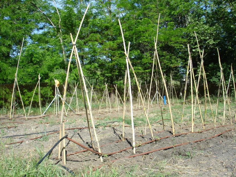 Tomateras entutoradas con cañas en el huerto