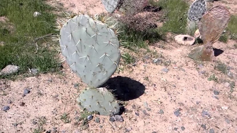 Plantación de nopales con pencas jóvenes