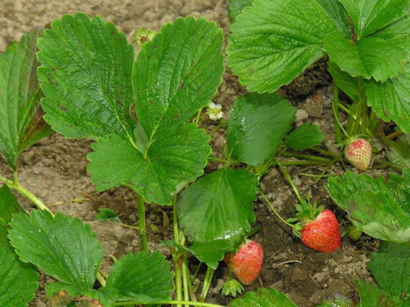 Fresas recién recolectadas