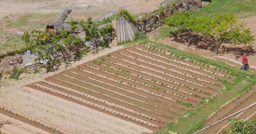 Huerto casero con bancales de hortalizas