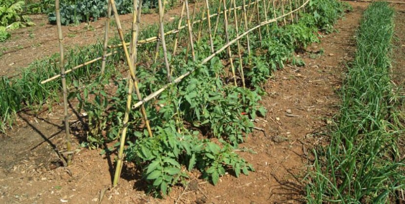 Tomates madurando en la planta del huerto