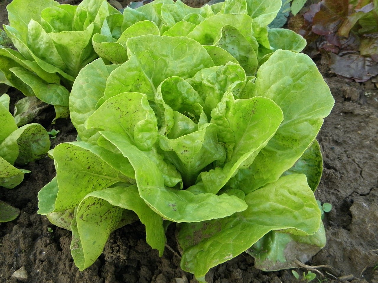 Cómo se recolecta la lechuga: cuándo cortarla y cómo hacerlo
