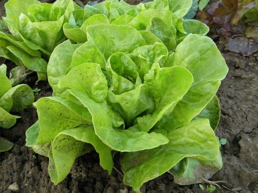 Lechuga cultivada en el huerto lista para recolectar