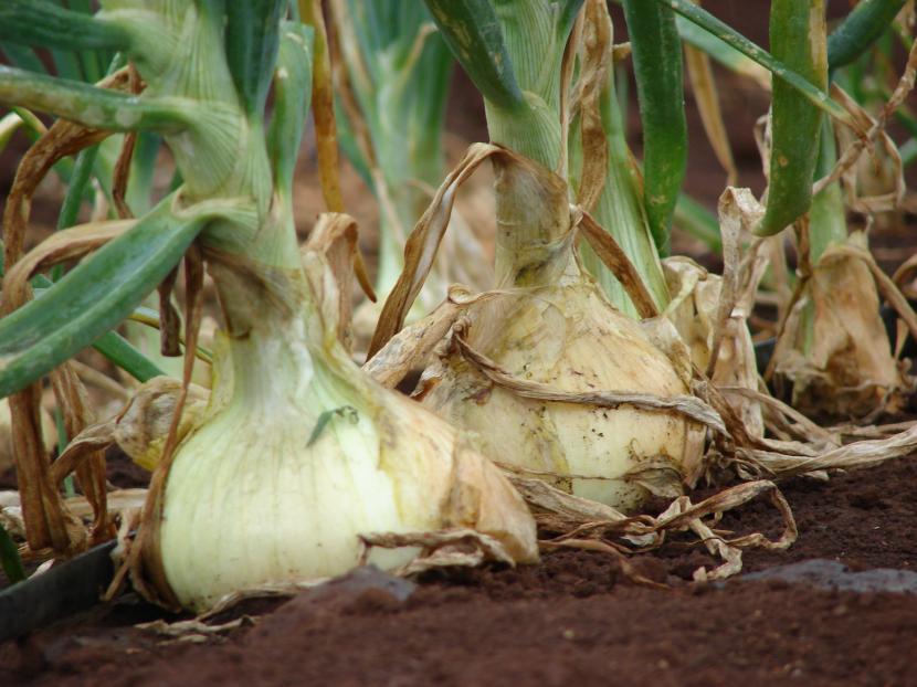 Cómo sembrar cebollas: semilla, plantón o bulbito