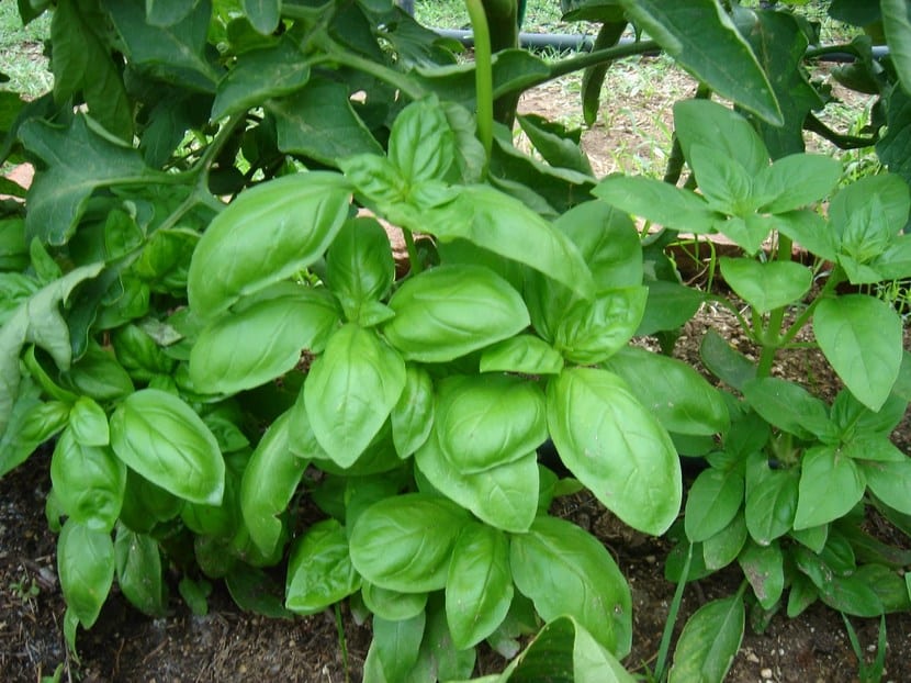 Mata de albahaca con hojas verdes y brillantes