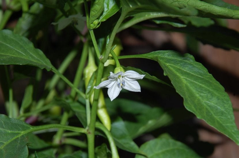 Flor de Capsicum