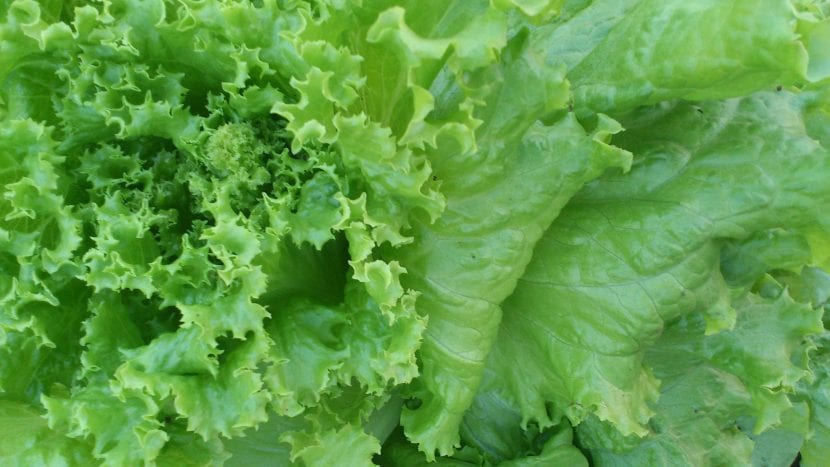 Lechugas cultivadas en el huerto