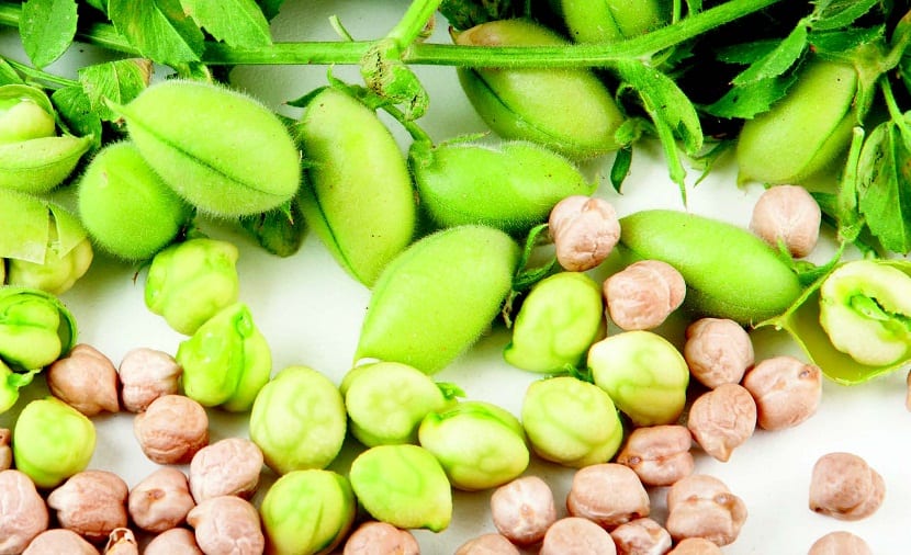 Cuándo se plantan los garbanzos: siembra y cultivo paso a paso