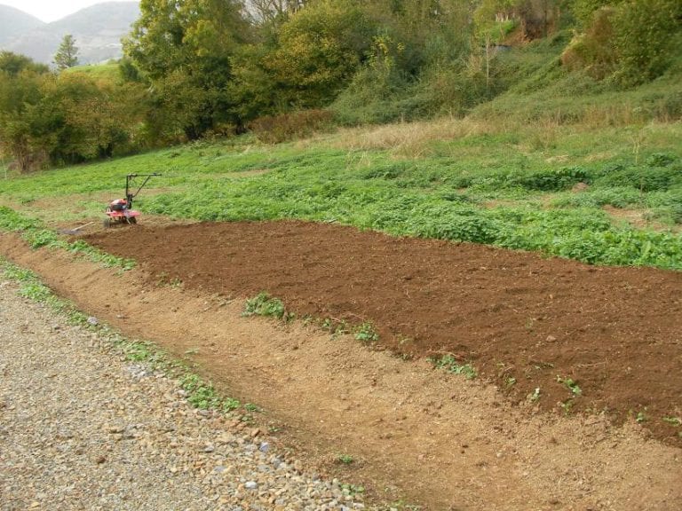 Preparación del terreno antes de plantar alcachofas