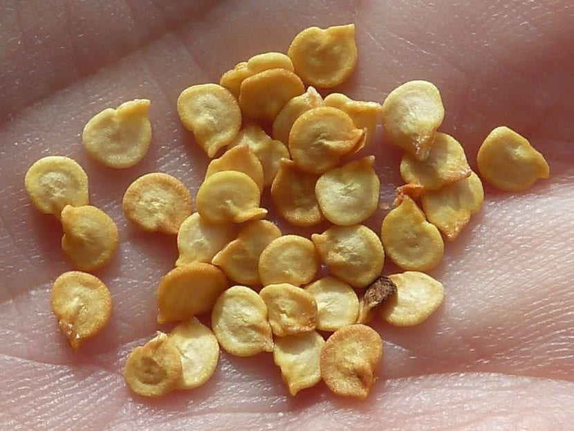 Semillas de pimiento preparadas para la siembra