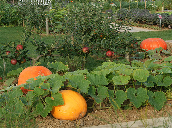 ¡Cultiva las más ricas calabazas!