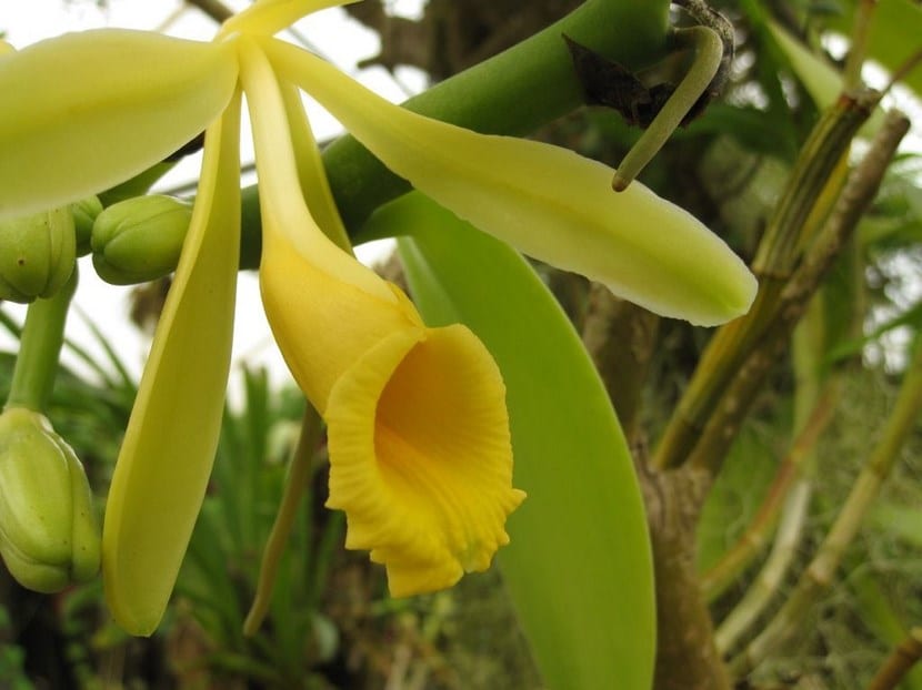 Planta de vainilla trepando por un tutor