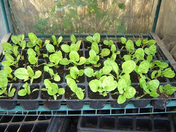 Plántulas de hortícolas creciendo en bandeja de semillero