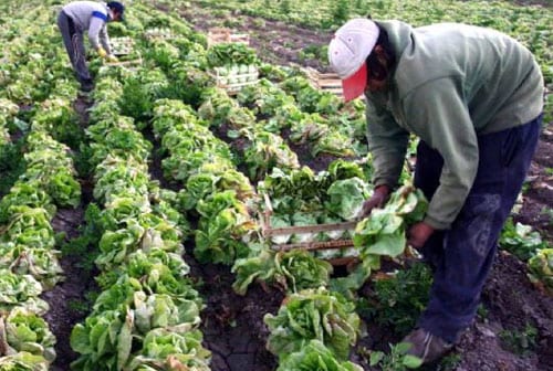 Hortalizas recién recolectadas del huerto