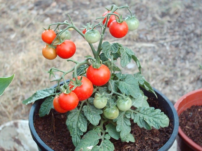 Cultivo de tomates en macetas: guía práctica de terraza