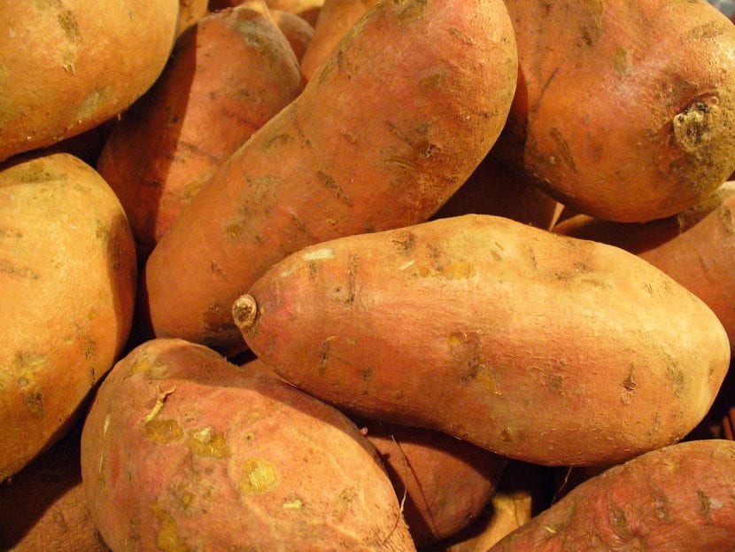 Raíces tuberosas de Ipomoea batatas de piel rojiza