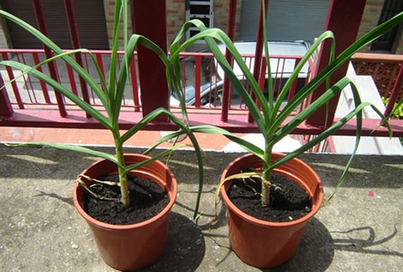 Ajos cultivados en maceta con sus hojas verdes