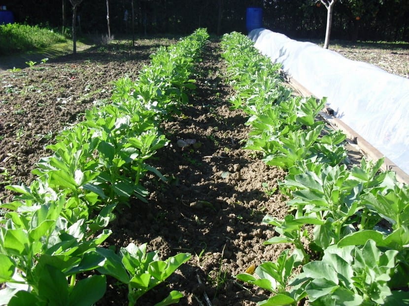 Habas creciendo en el huerto de invierno