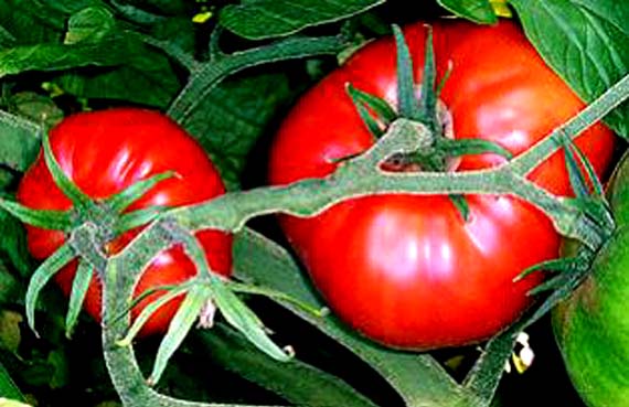 Tomatera entutorada en el huerto