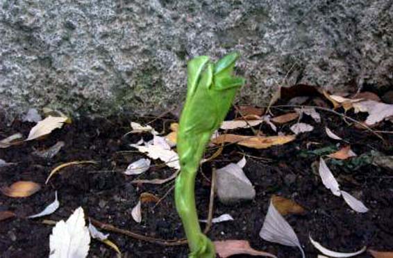 Planta de haba en crecimiento