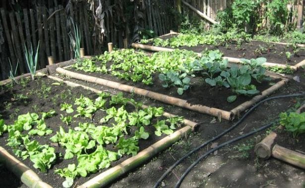 Bancal de huerta orgánica con cultivos en distintas fases