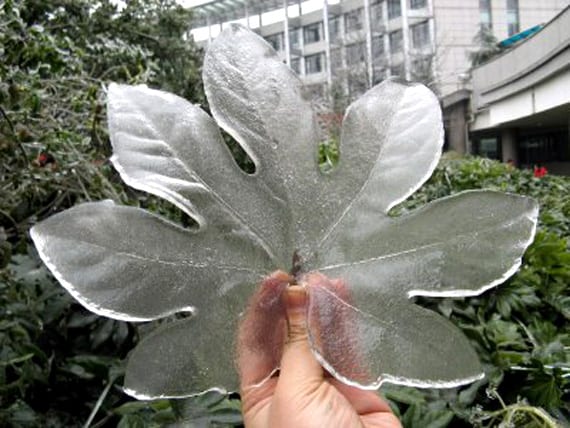 Hoja de hortaliza dañada por la helada