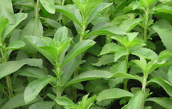 Cultivar stevia en casa: cuidados, esquejes y cosecha