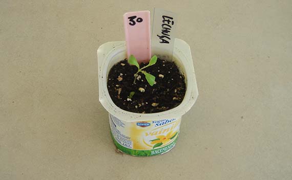 Plantón de lechuga listo para trasplantar a la maceta