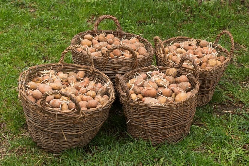Recolección de patatas en el huerto