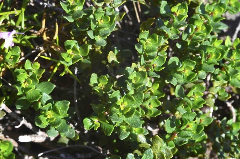 Hojas planas y redondeadas de Thymus piperella