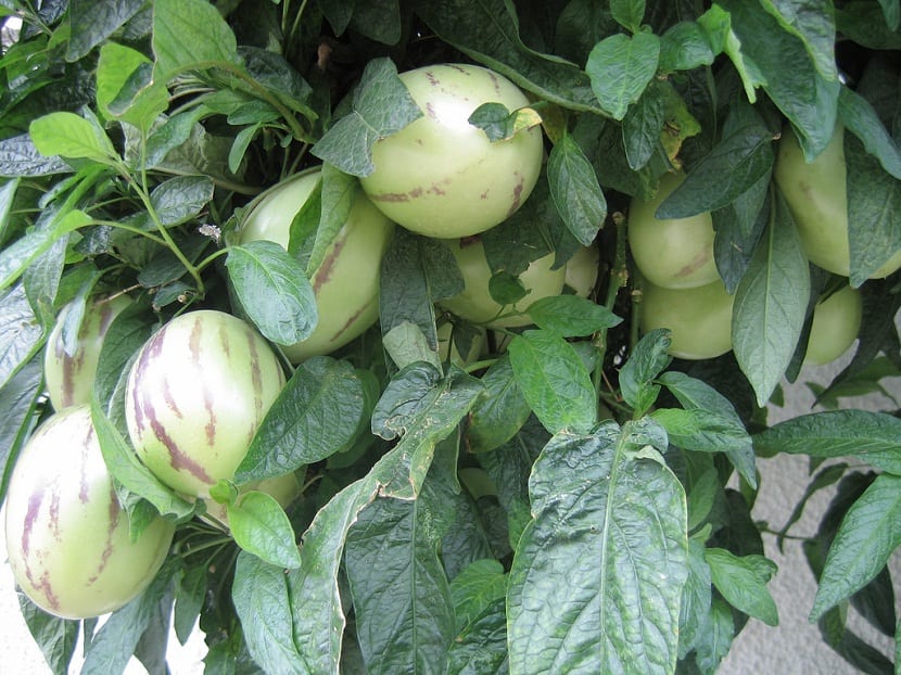 Frutos maduros de pera melón, Solanum muricatum, con la piel crema y las rayas moradas